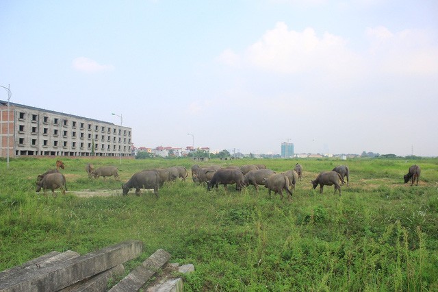 Kiếm trăm triệu nhờ nuôi trâu, thả bò… trong khu biệt thự bỏ hoang Kim Chung - Di Trạch ảnh 8