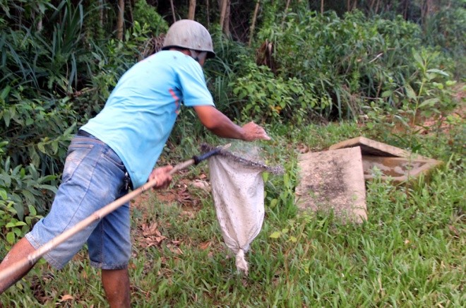 Săn trứng kiến kiếm tiền triệu ở Quảng Nam ảnh 6