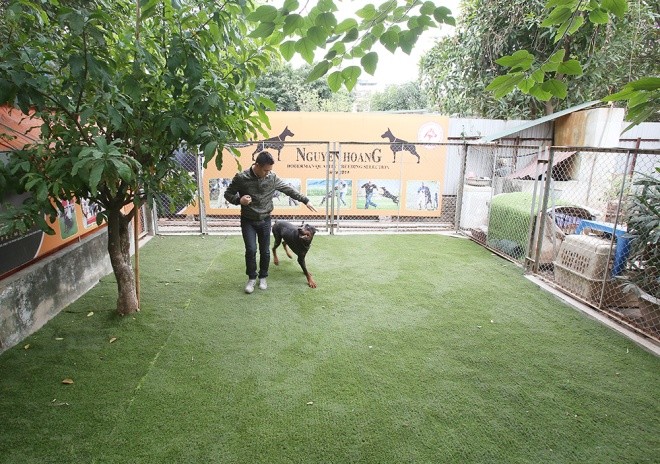  Trại chó doberman tiền tỷ của chàng trai 8x ảnh 1