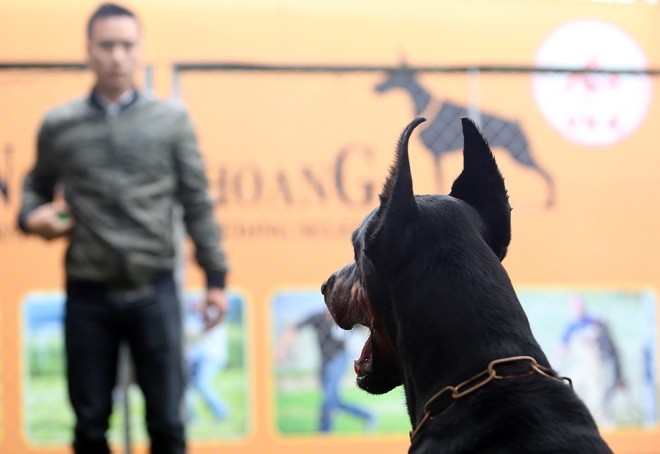  Trại chó doberman tiền tỷ của chàng trai 8x ảnh 8