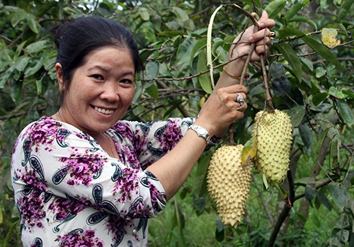 Trái "cầu vàng" chưng Tết ở miền Tây hút hàng ảnh 1 trai-cau-vang-chung-tet-o-mien-tay-hut-hang