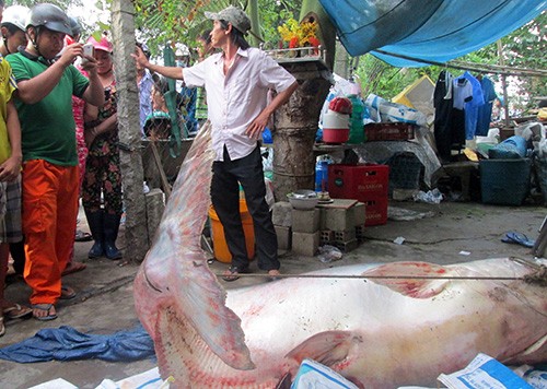 3-loai-ca-duoc-menh-danh-thuy-quai-o-mien-tay-1