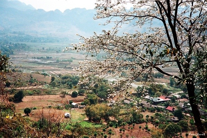 Những cung đường phía Bắc ngắm hoa xuân đẹp mê hồn ảnh 7