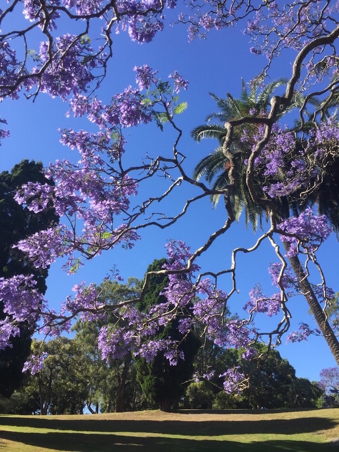 Mùa phượng tím rực rỡ ở Sydney ảnh 4