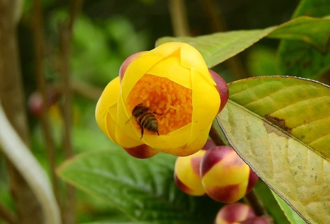 Trồng trà hoa vàng thu tiền tỷ mỗi năm ở Quảng Ninh ảnh 2 Trồng trà hoa vàng thu tiền tỷ mỗi năm ở Quảng Ninh