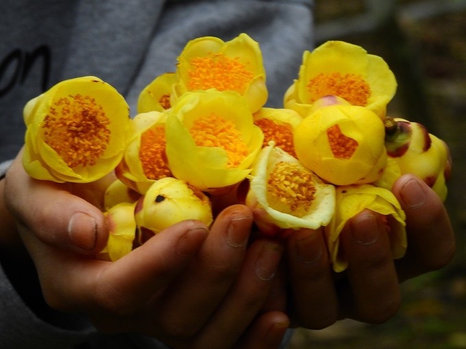 Trồng trà hoa vàng thu tiền tỷ mỗi năm ở Quảng Ninh ảnh 4 Trồng trà hoa vàng thu tiền tỷ mỗi năm ở Quảng Ninh