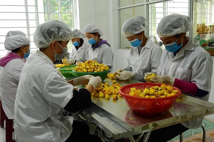 Trồng trà hoa vàng thu tiền tỷ mỗi năm ở Quảng Ninh ảnh 7 Trồng trà hoa vàng thu tiền tỷ mỗi năm ở Quảng Ninh