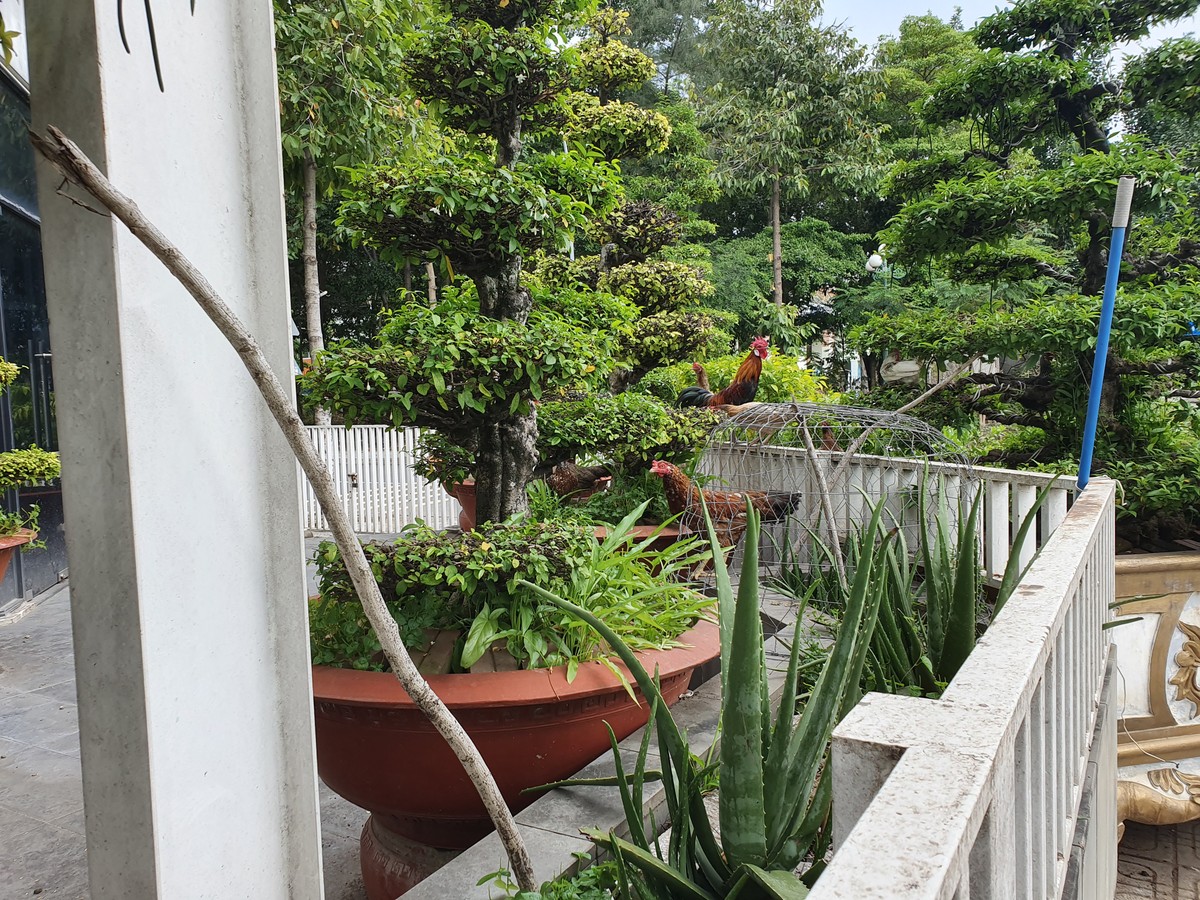 Biệt thự chục tỷ tại khu đô thị của Kiến Á chỉ để... nuôi gà ảnh 4