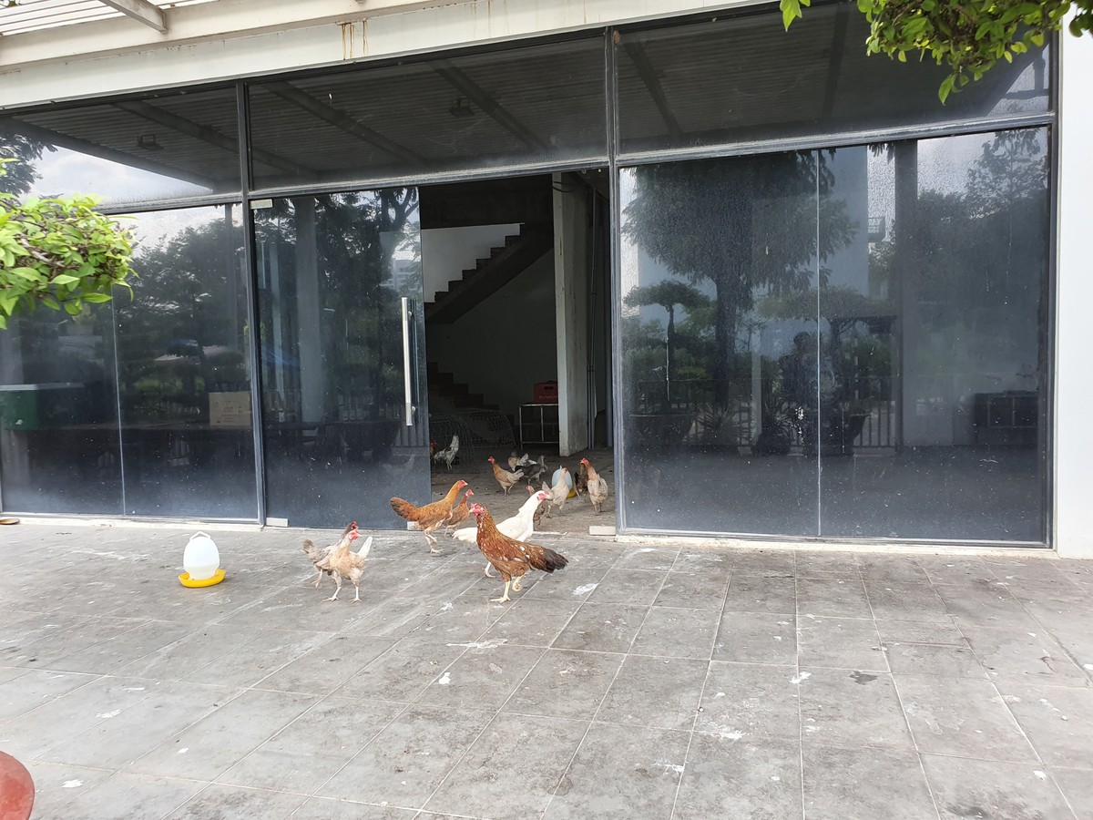 Biệt thự chục tỷ tại khu đô thị của Kiến Á chỉ để... nuôi gà ảnh 3