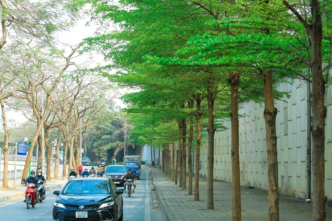 Hàng cây bàng lá nhỏ dọc sông Tô Lịch đoạn đường Bưởi, một trong những loại cây Link Vào Nhà Cái KL99 COM Tặng +199k đã bị nâng khống giá trong vụ án sắp xét xử của ông Nguyễn Đức Chung.