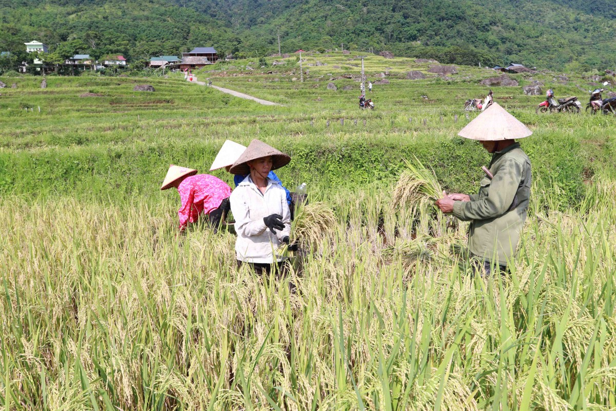 Người dân Pù Luông đang vào mùa gặt.