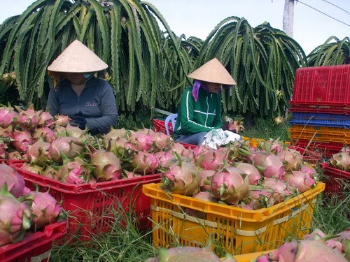 Những kỷ lục của ngành nông nghiệp Việt Nam ảnh 2