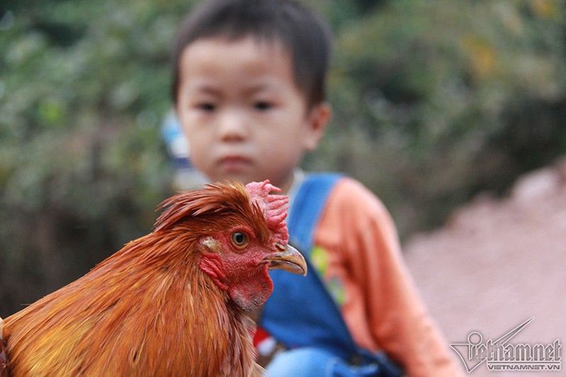 Độc đáo vua gà có râu, có mũ ở đất Quảng Ninh ảnh 3