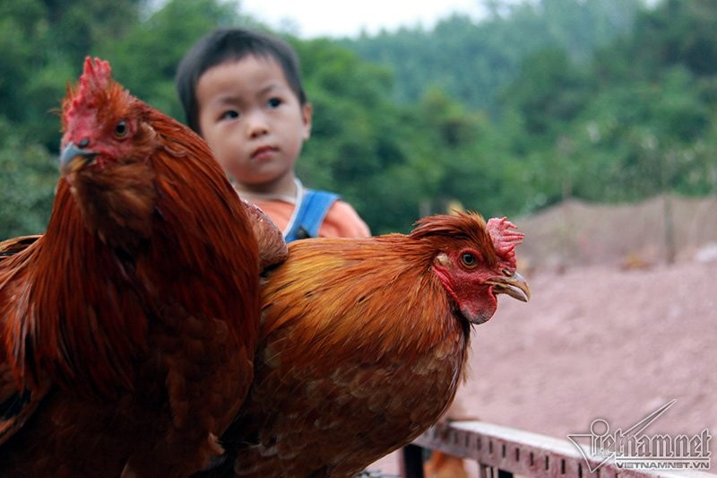 Độc đáo vua gà có râu, có mũ ở đất Quảng Ninh ảnh 4