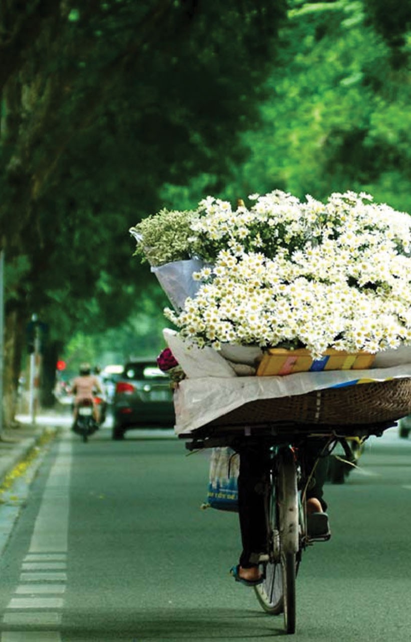 Hà Nội và những mùa ru ký ức ảnh 2