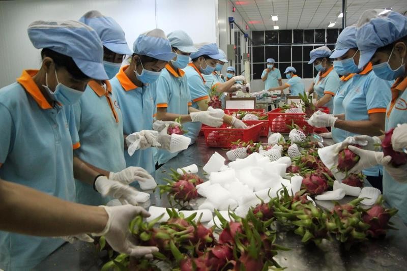 3 tấn thanh long đầu tiên của Việt Nam xuất đến Úc ảnh 1
