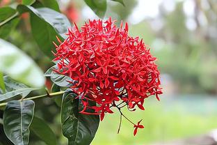 The Veranda - Áng mây bồng bềnh ảnh 4