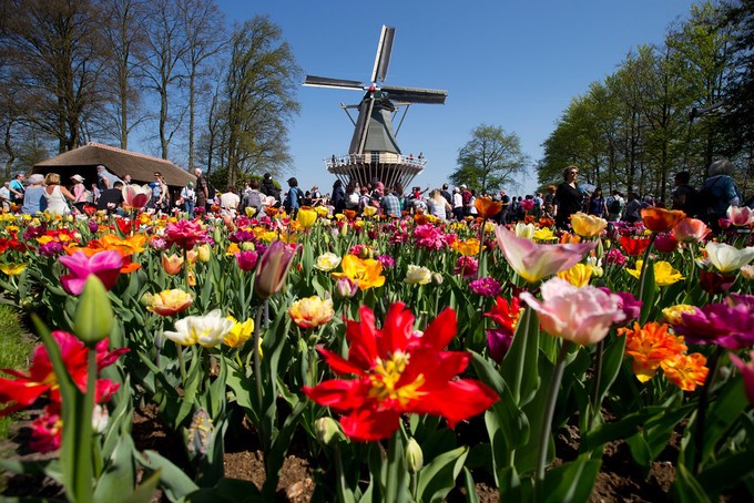 Vườn hoa tulip đẹp như tranh vẽ ở Hà Lan ảnh 7