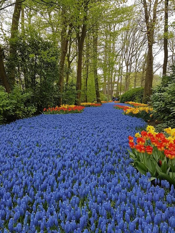 Vườn hoa tulip đẹp như tranh vẽ ở Hà Lan ảnh 8