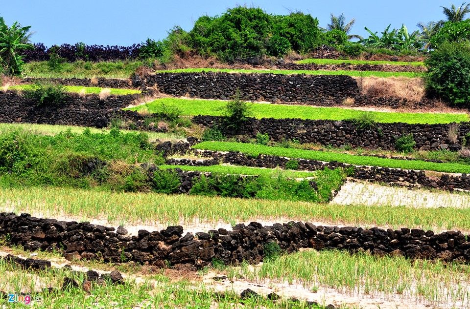 Di sản thiên nhiên Quảng Ngãi sắp giao cho Kl994 game bài casino hấp dẫn FLC ảnh 11
