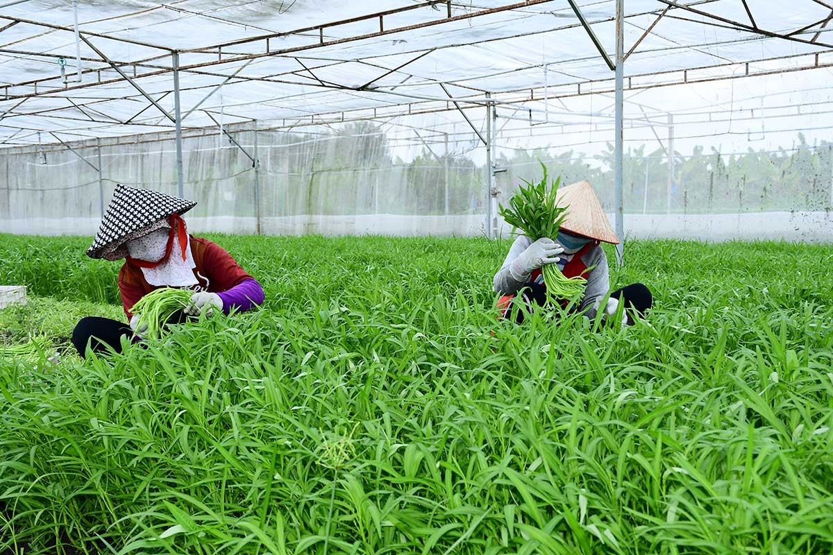 Thủ tướng yêu cầu Bình Dương chấn chỉnh tồn tại trong thanh tra Vinamit ảnh 1