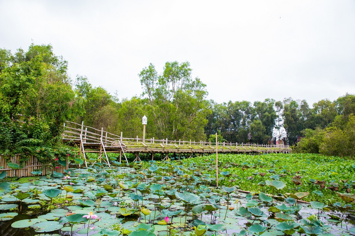 Đặc biệt, vào tháng 10, hoa sen, hoa súng sẽ nở rộ một góc rừng Tràm, mùi hương ngạt ngào của loài hoa tinh khiết này sẽ cho bạn cảm giác an nhiên.