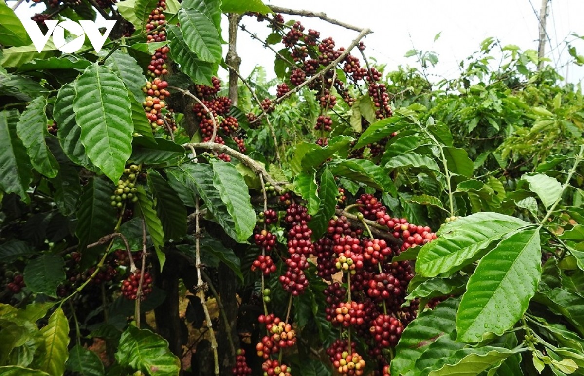Người trồng cà phê ở Đăk Hà khó tìm được lao động thu hái cà phê
