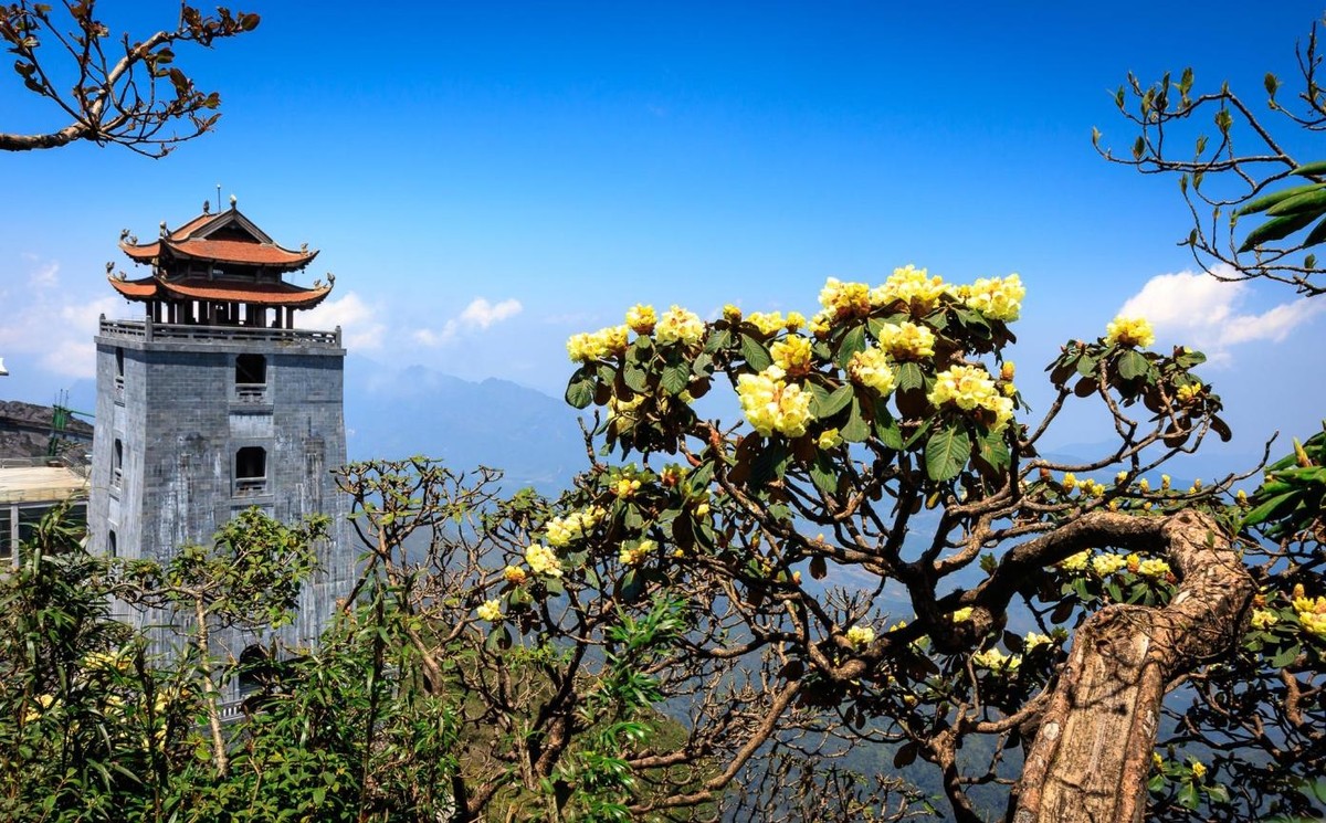 Lễ hội hoa đỗ quyên thường được tổ chức vào tháng 4 hàng năm.