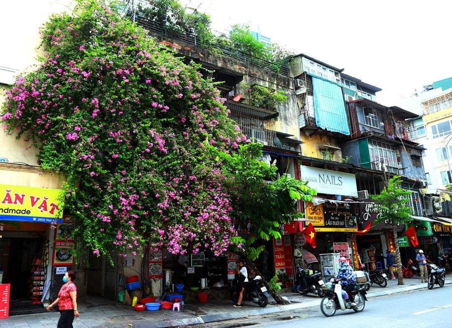 Trong ký ức của nhiều người Hà Nội, hoa giấy gắn liền với những ngôi nhà cũ kỹ hoặc những khu tập thể lâu năm.