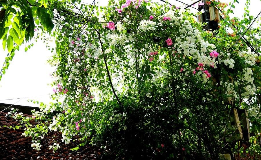 Hoa giấy leo nhanh, dễ trồng và chăm sóc, hoa sai và có nhiều loại màu sắc, tượng trưng cho một tình yêu chân thành, mộc mạc, giản dị, đơn sơ.