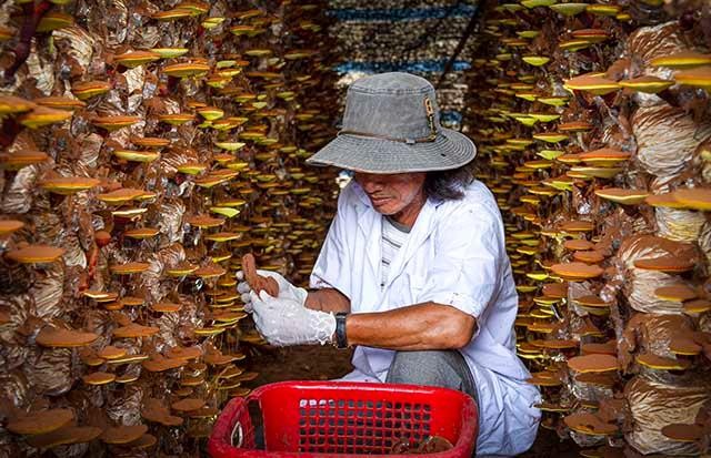 Chương trình OCOP quốc gia đã khơi dậy được tiềm năng, thế mạnh của từng địa phương về sản phẩm đặc sản.