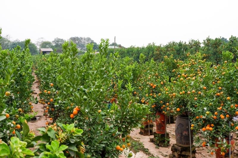 Vườn quất tại phường Tứ Liên, quận Tây Hồ, Hà Nội