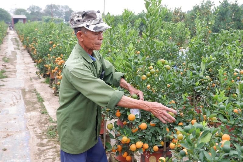 Ông Thuỷ, chủ vườn quất tại khu vực Tứ Liên đang chăm sóc vườn quất của mình
