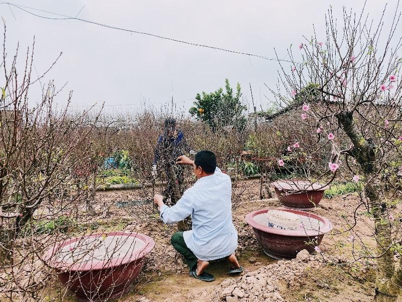 Ông Chiến và người trong gia đình ông trực tiếp bắt tay vào công việc tuốt lá đào. Ông Chiến và người trong gia đình ông trực tiếp bắt tay vào công việc tuốt lá đào.