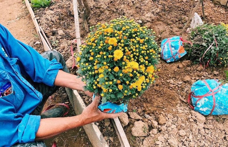 Hoa cúc mâm xôi được ông Hiến chăm chút tỉ mỉ phục vụ cho dịp Tết Nguyên Đán 2022 Hoa cúc mâm xôi được ông Hiến chăm chút tỉ mỉ phục vụ cho dịp Tết Nguyên Đán 2022