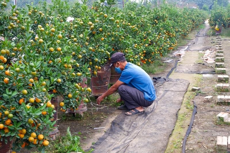 Ông H đang chăm sóc vườn quất của mình