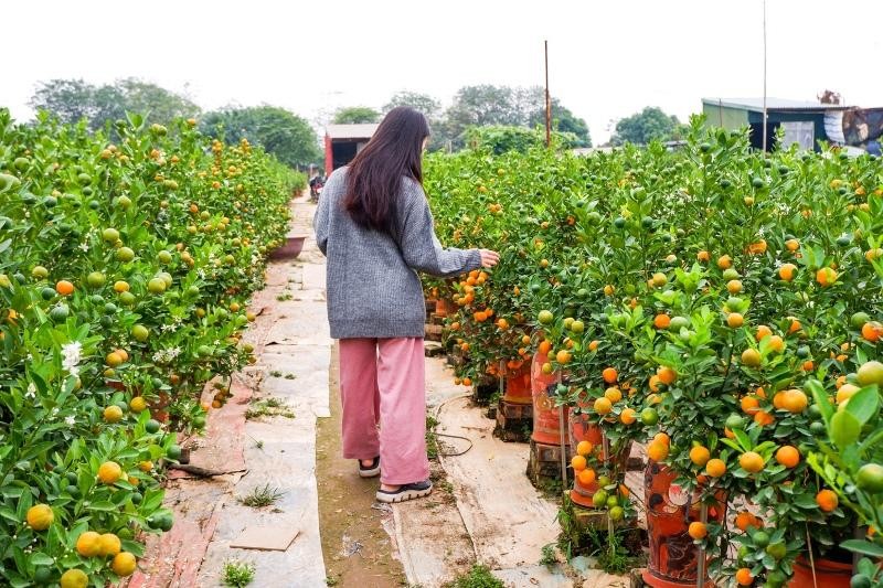 Khách đến mua quất tại vườn