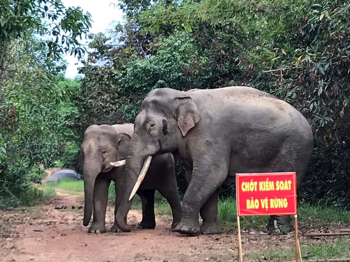 Voi rừng trong Khu dự trữ sinh quyển thế giới Đồng Nai Voi rừng trong Khu dự trữ sinh quyển thế giới Đồng Nai