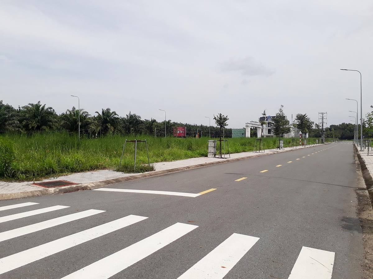 Nhiều lô đất tại dự án Khu nhà ở Tân Lập để cỏ mọc um tùm. Ảnh: Việt Dũng