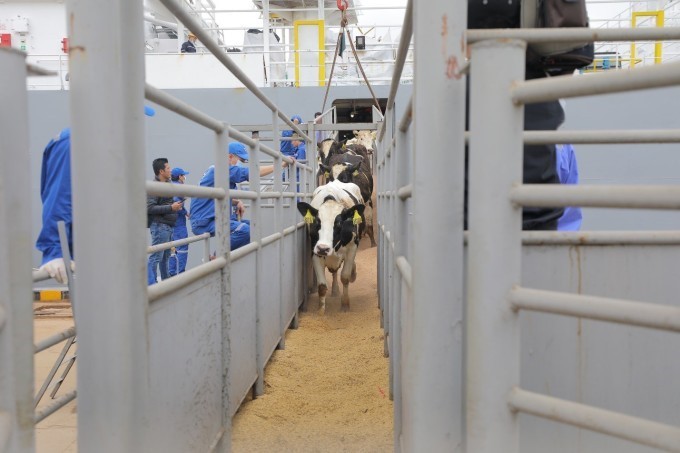 Đoàn bò sữa Holstein Friesian (HF) cập cảng Cửa Lò, Nghệ An