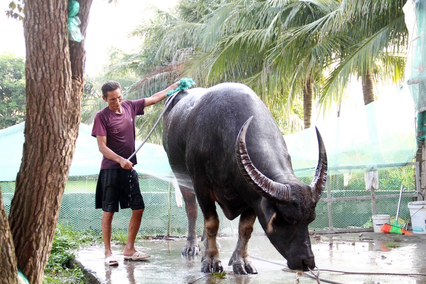 Quản trâu chọi chăm sóc trâu chờ ngày khai hội.