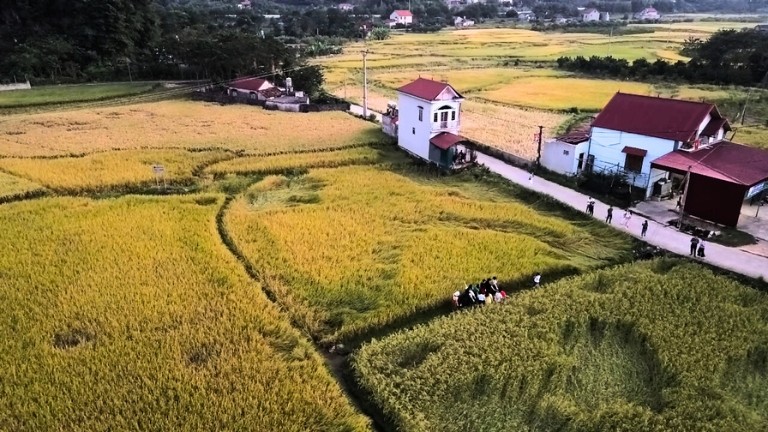 Cánh đồng lúa chín bên chân núi Mã Yên. (Ảnh: Hồ Hạ)