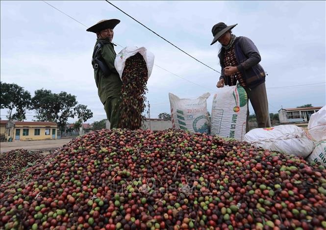 Nông dân xã Ea Kao, TP Buôn Mê Thuột tập kết cà phê thu hoạch được để đưa vào phân loại chế biến. Ảnh: Vũ Sinh/TTXVN