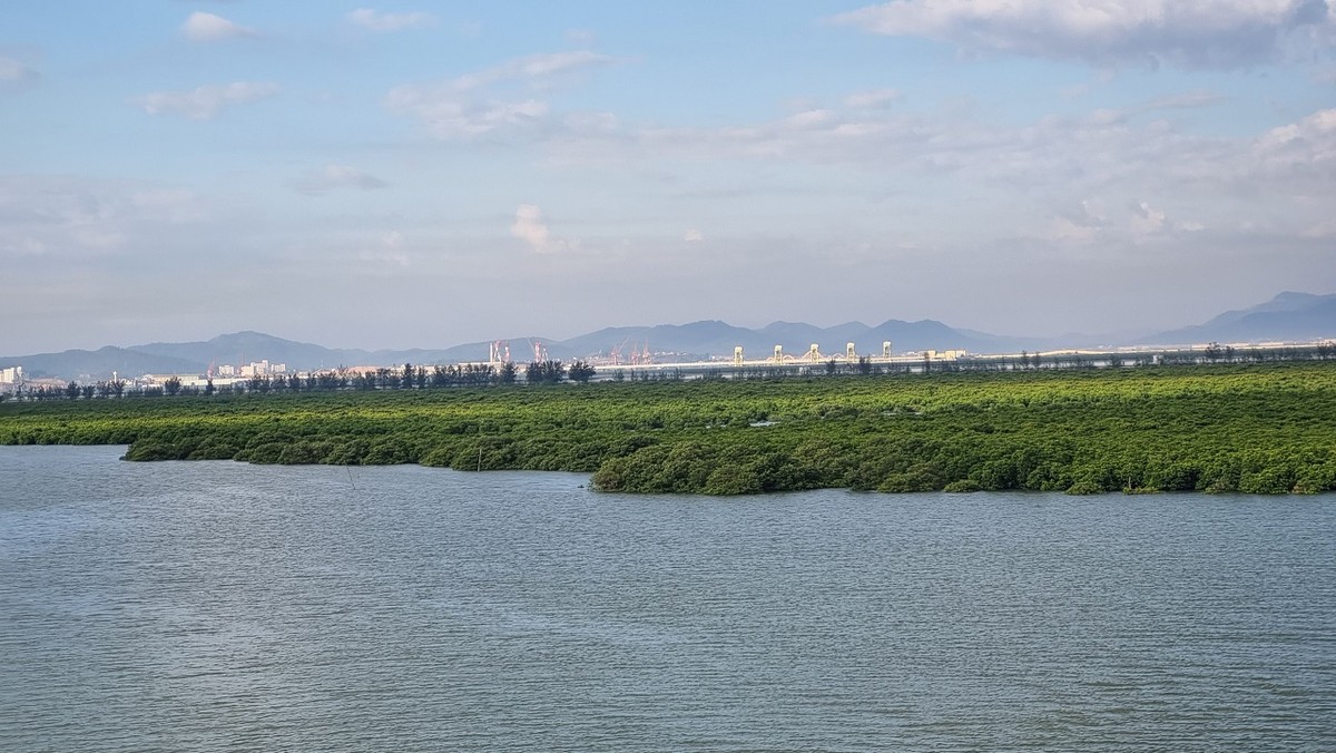 Hệ thống rừng ngập mặn cơ bản được giữ nguyên. Ảnh: Thanh Tân