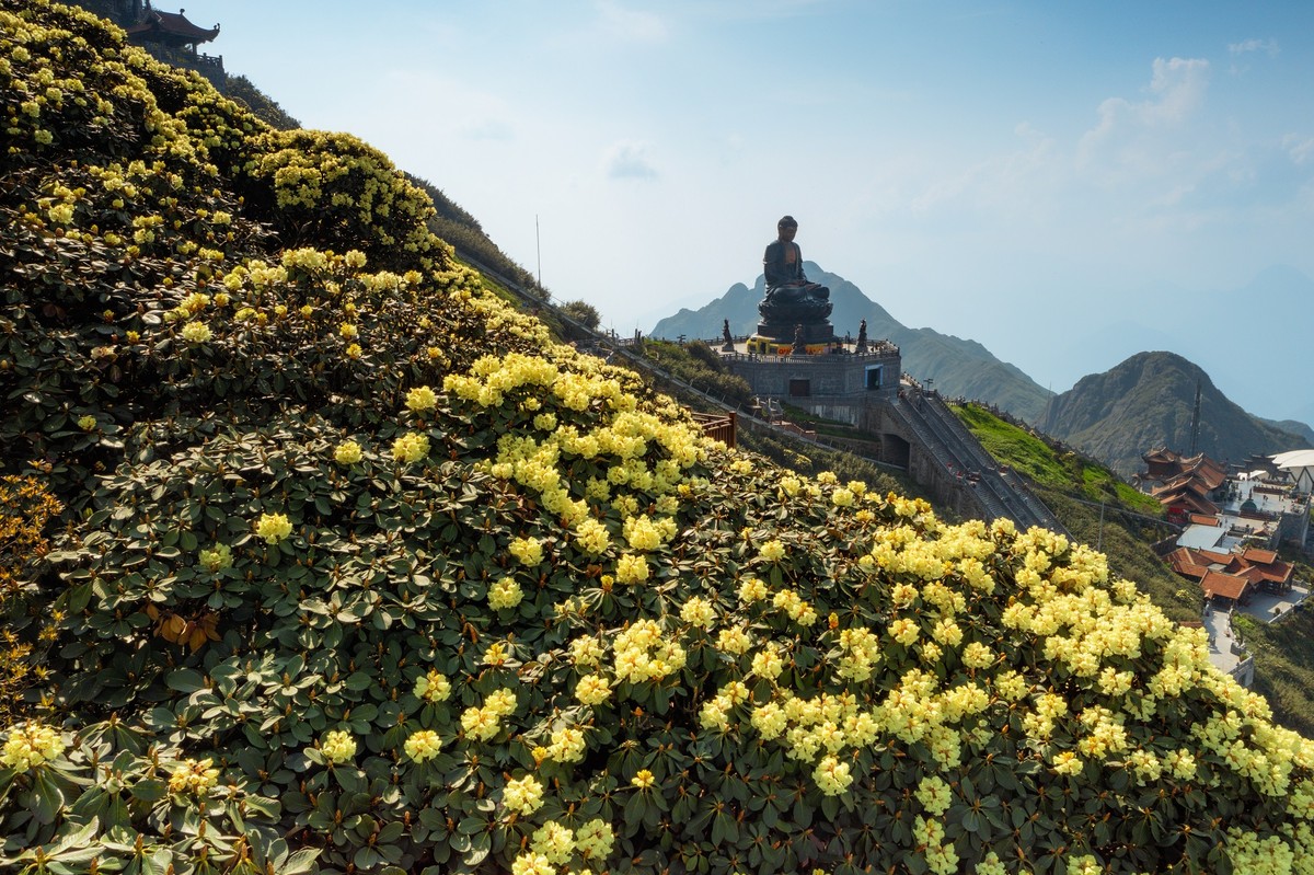 Hoa đỗ quyên đang thắp lên núi rừng Hoàng Liên những mảng màu đậm chất thơ
