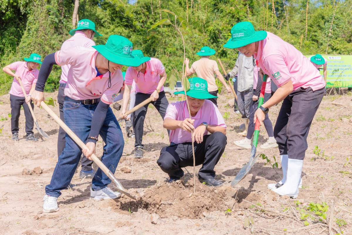Các tình nguyện viên đã tham gia hoạt động trồng 400 cây dầu rái trong chương trình.