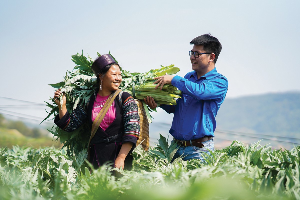 Niềm vui của phụ nữ vùng cao Sapa, Lào Cai khi thu hoạch lá actiso