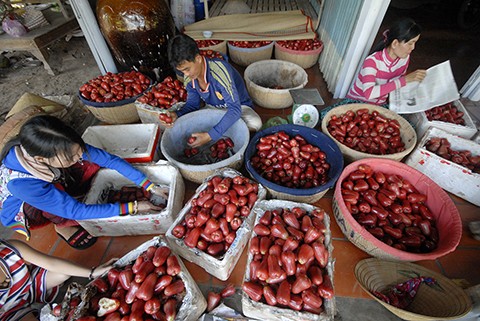 Về vùng cù lao Tân Lộc – TP. Cần Thơ nhà vườn cũng thu hoạch mận ( quả roi) An Phước.