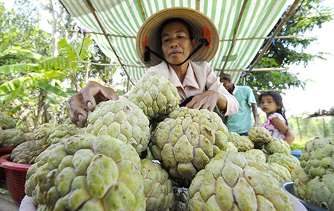 Trái Mãng Cầu ( Na), to đẹp luôn được các thương lái mua giá cao.