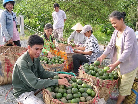 Cam xoàn và cam sành hai loại mặt hàng đang hút hàng vào dịp Tết, nhà vườn ở Hậu Giang.
